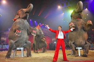 Circo con animali