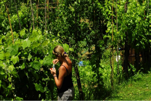 Agricoltura in ripresa