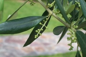 Piano Xylella