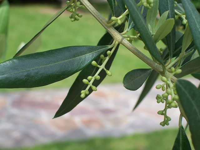 Piano Xylella