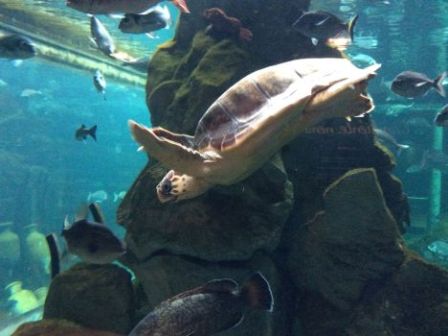 Olà nelle vasche dell'Acquario di Livorno (foto Arpat)