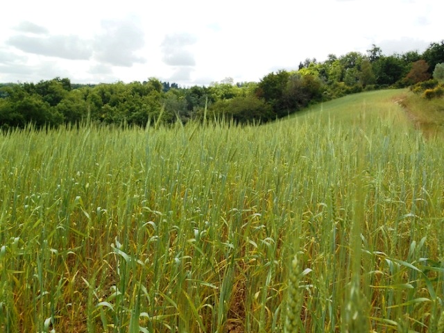 Foto Associazione Grani antichi di Montespertoli