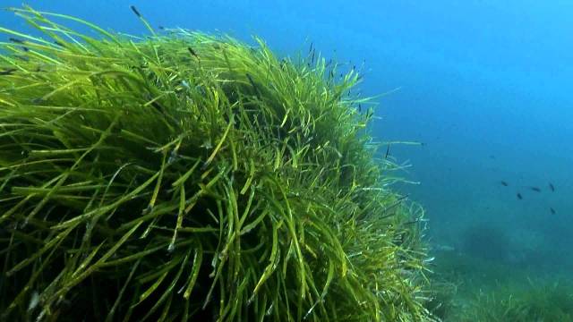 posidonia oceanica