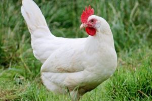 convegno gallina di Livorno