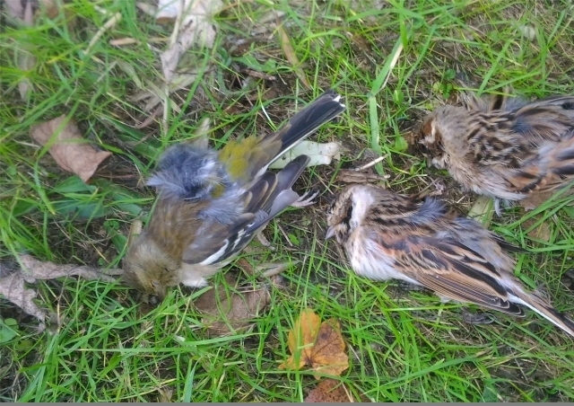 La fauna protetta sequestrata (foto WWF)