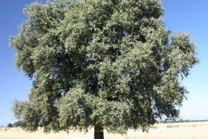 Leccio (Quercus ilex), detto anche elce.