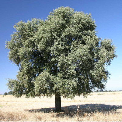 Leccio (Quercus ilex), detto anche elce.