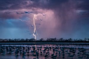 "Il fulmine e le gru", fotografia di Randy Olson per National Geographic.
