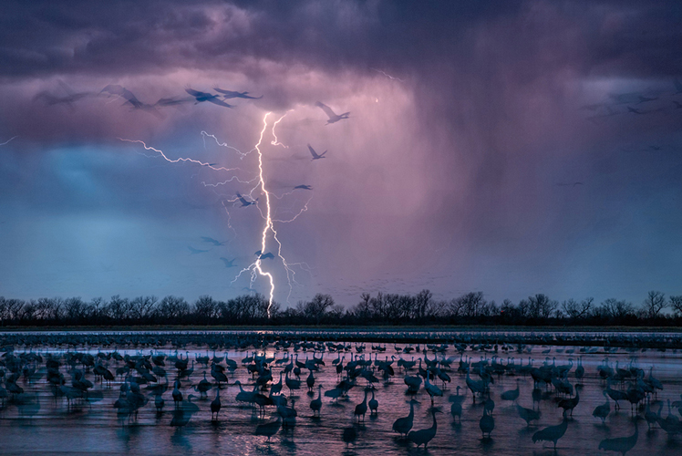 "Il fulmine e le gru", fotografia di Randy Olson per National Geographic.