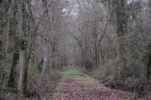 La tenuta di San Rossore in inverno (Foto Legambiente Valdera)