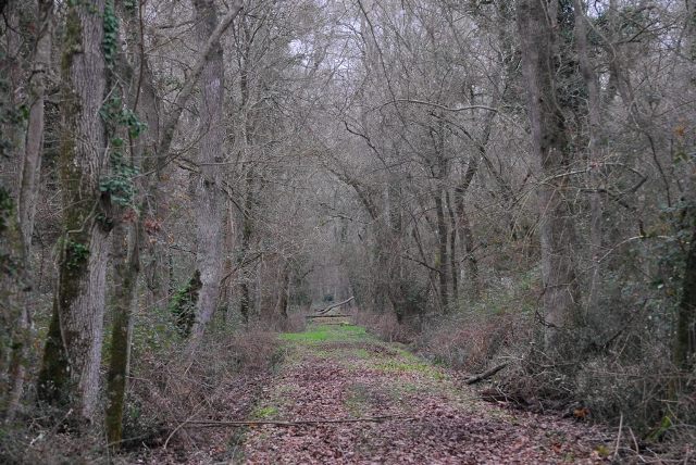 La tenuta di San Rossore in inverno (Foto Legambiente Valdera)