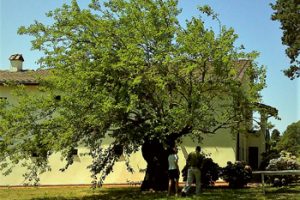 alberi-monumentali-montemurlo-toscana