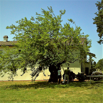 alberi-monumentali-montemurlo-toscana