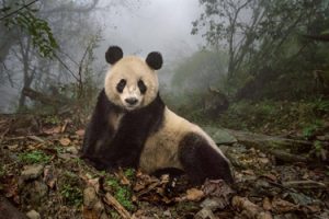 ami-vitale-pandas gone-wild