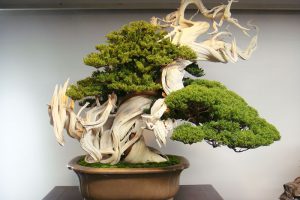 bonsai