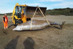 Una delle fasi di recupero dello Zifio, nome scientifico Ziphius cavirostris. (Foto ARPAT)