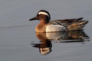 Marzaiola - foto di Pietro Fadda