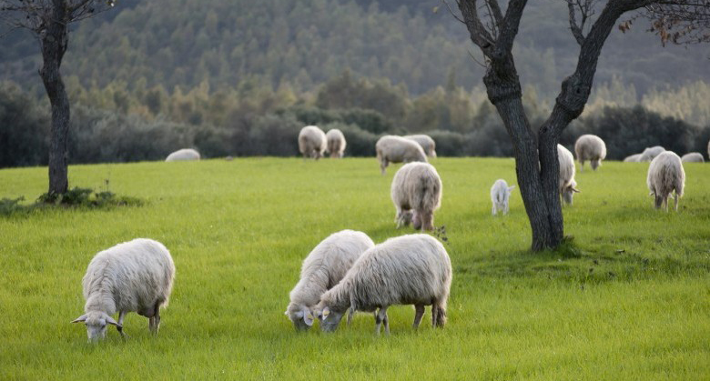 allevamento-biologico-toscana-ambiente