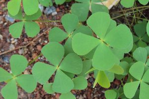 Marsilea quadrifolia. (Foto da Università di Pisa).