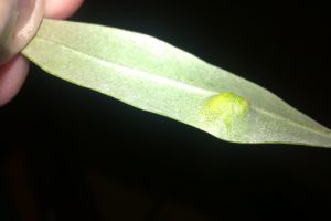 Dasinuera-oleae-ambiente-olivi-toscana