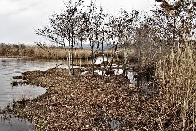 L'Oasi Lipu di Massaciuccoli (Foto Lipu)