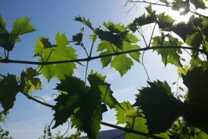 Vitivinicoltura-Biodinamica-ambiente-toscana