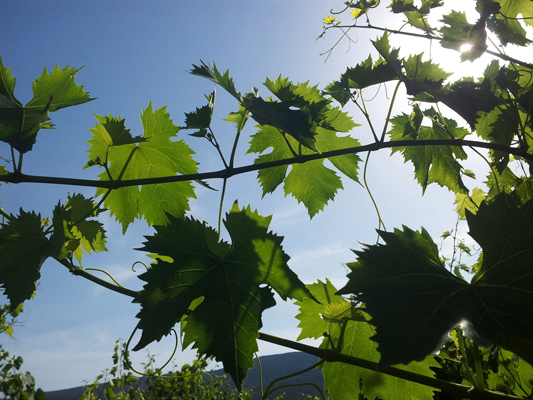 Vitivinicoltura-Biodinamica-ambiente-toscana