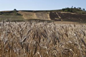 agricoltura-sostenibile-ambiente-toscana