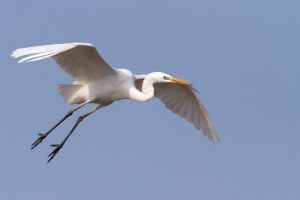 Foto di Pietro Fadda per LIPU