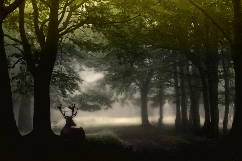 Valter Segnan, Il cervo nella nebbia.
Foto vincitrice del IV concorso fotografico papianino