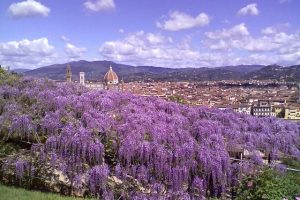 Villa-bardini-glicine-ambiente-toscana