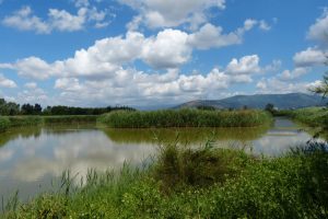 Dettaglio del Lago Calice.
(Foto di C. Scoccianti, per concessione wwf.it/toscana).