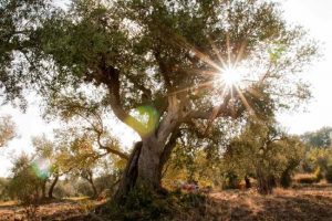 olivi-pontassieve-ambiente-toscana