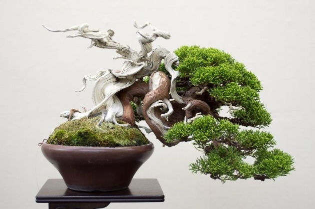 shohin-bonsai-3