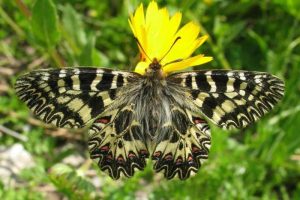 Zerynthia Cassandra (Foto di Ornella Casnati)