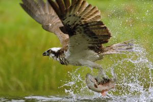 Falco pescatore. (Foto da www.oasisantaluce.it)
