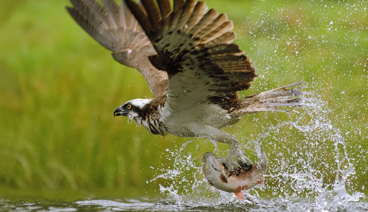 Falco pescatore. (Foto da www.oasisantaluce.it)