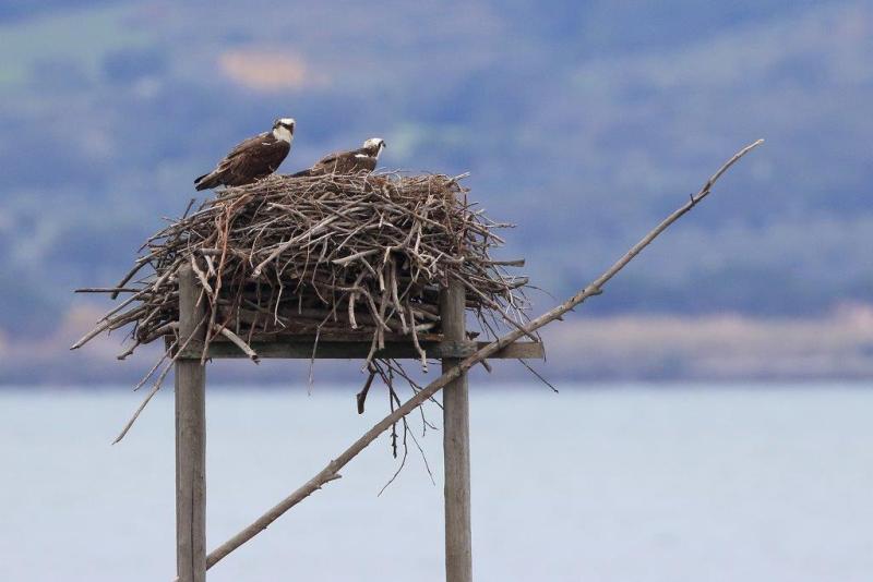 La coppia di falchi pescatori nel nido (foto di Fabio Cianchi, www.wwf.it