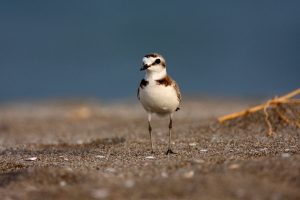 Fratino (foto di Fabio Cianchi per WWF Italia)