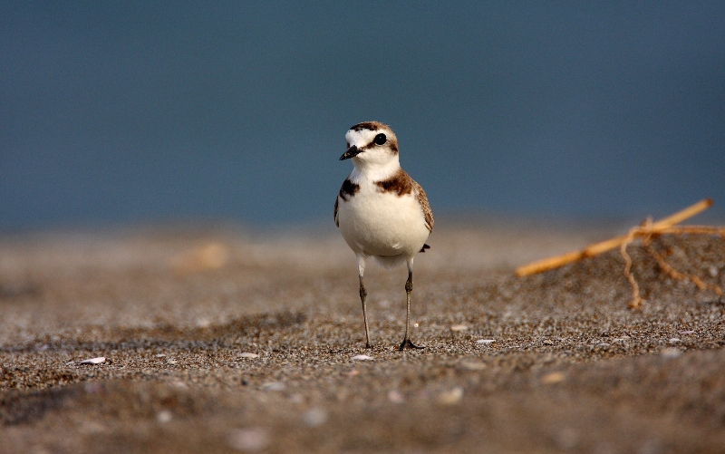 Fratino (foto di Fabio Cianchi per WWF Italia)