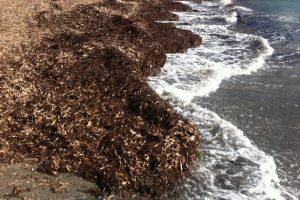 Posidonia spiaggiata