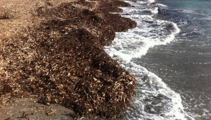 Posidonia spiaggiata