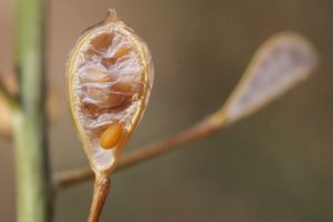 Camelina sativa. (Foto da commons.wikimedia.org).