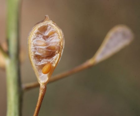 Camelina sativa. (Foto da commons.wikimedia.org).