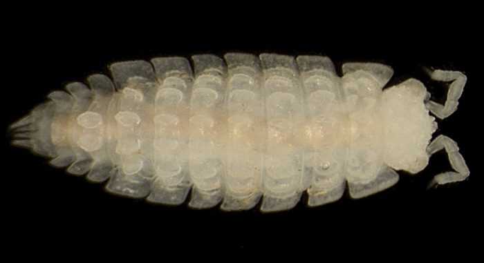 Moserius talamonensis. (Foto da www.unipi.it).