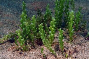 Caulerpa Cylindracea (foto di Stefano Guerrieri)