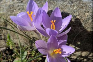 Crocus ilvensis, fiore autoctono dell'Isola d'Elba