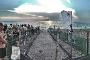 Le prime tartarughine si dirigono verso il mare (foto WWF Livorno)