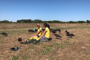 Gli Ibis Eremita e le "mamme adottive" che li hanno accompagnati durante la migrazione. 
(Foto da Oasi Wwf Orbetello).