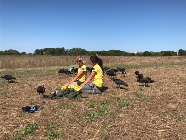 Gli Ibis Eremita e le "mamme adottive" che li hanno accompagnati durante la migrazione. 
(Foto da Oasi Wwf Orbetello).